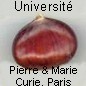 La chataigne descriptif
